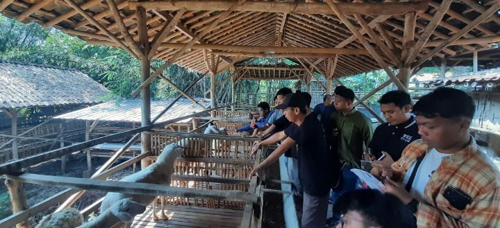 Bangun Jiwa Entrepreneurship, Generasi Penerus PC LDII Bulu Gelar Workshop Peternakan Domba