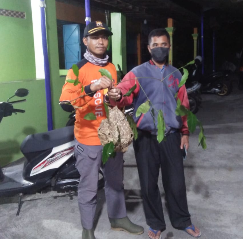 Meresahkan Warga, Anggota Senkom Rescue Sukoharjo Berhasil Evakuasi Sarang Tawon Jenis Vespa Affinis