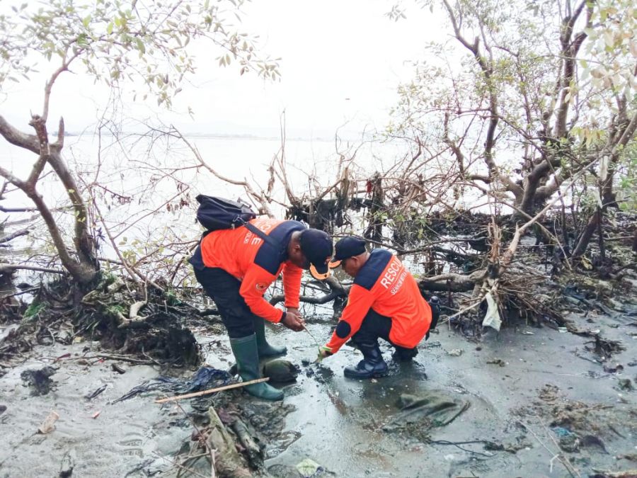 Peringati HPSN, Senkom Rescue Tanam 1000 Mangrove Hijaukan Pantai Keteguhan