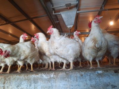 Harga Ayam Potong Rendah, Ancam Keberlangsungan Hidup Peternak Rakyat dan 13 Juta Tenaga Kerja